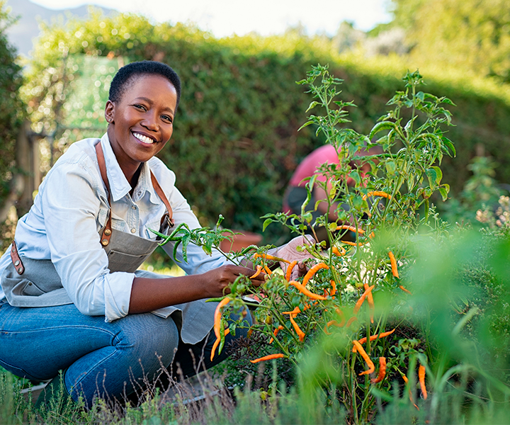 Mujer afro en cuclillas sonríe mientras en sus manos recoje los ajís, fruto de su huerta.