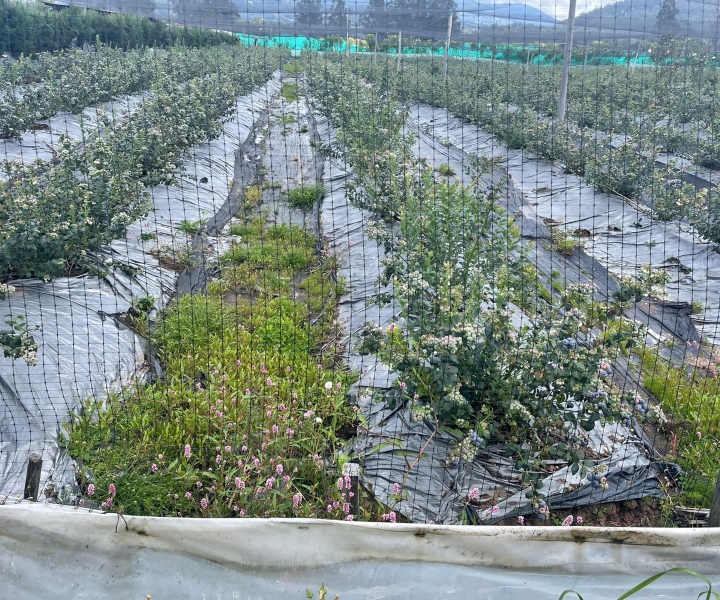 UNIMINUTO Bogotá – Presencial y Asoblue trabajan en convenio para mejorar la productividad de los arándanos en Boyacá.