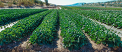 Aula Especializada Ciencia Aplicadas-Agroecología Aula Especializada Ciencia Aplicadas-Agroecología