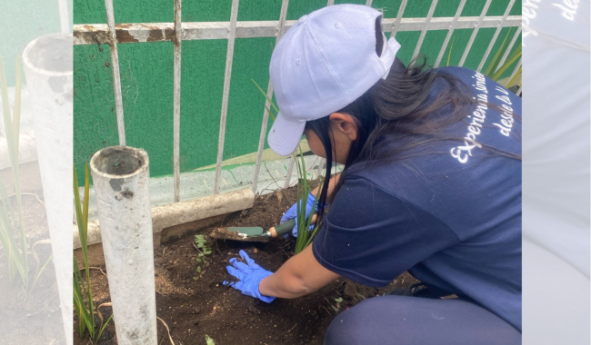 Voluntarios Experiencia Sirviendo desde la U en jardinería 