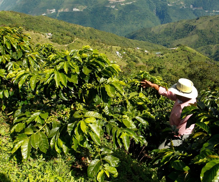 cultivos en colombia