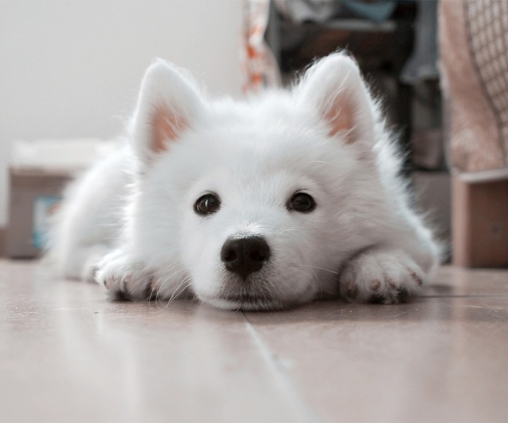 perro blanco en casa