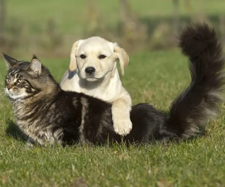 gato y perro en un prado