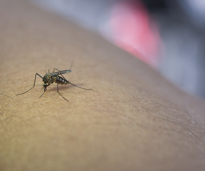 Mosquito transmisor de la Fiebre Amarilla