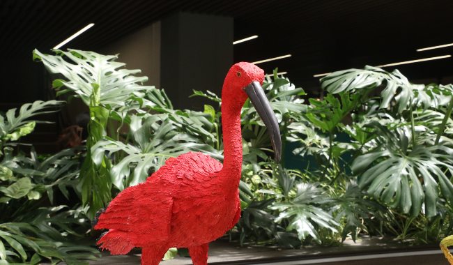 En la foto: Exposición sobre aves colombianas en vía de extinción