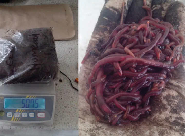 Investigación vermicompostaje