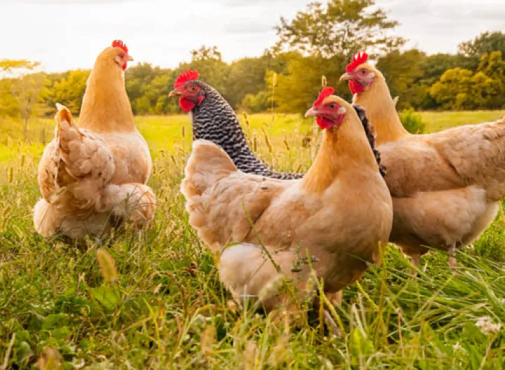 Gallinas criollas al aire libre