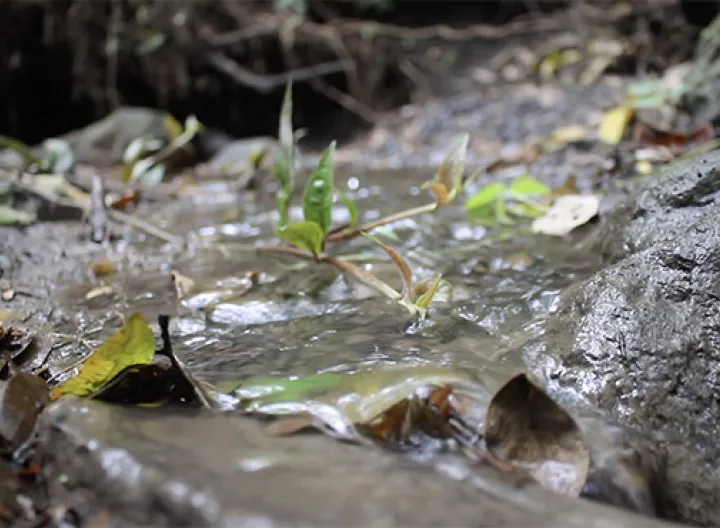 naturaleza Pequena fuente de agua con piedras y hojas