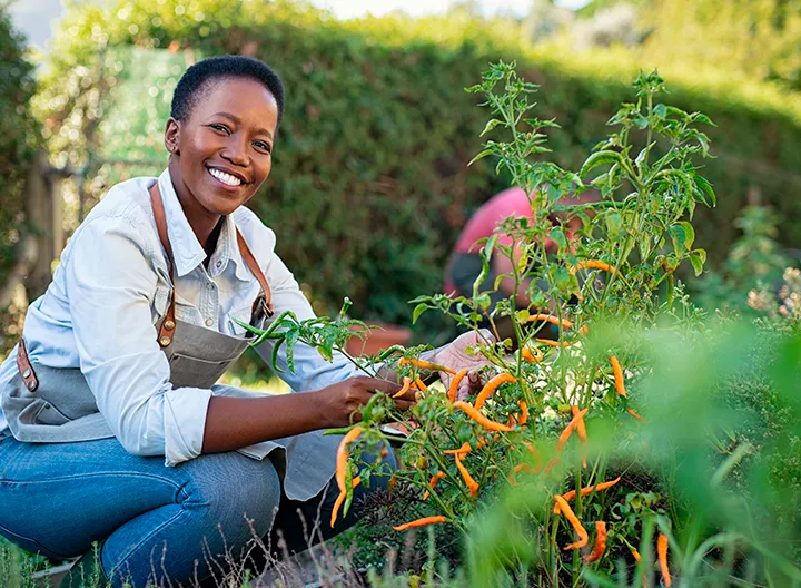 Mujer afro en cuclillas sonríe mientras en sus manos recoje los ajís, fruto de su huerta.