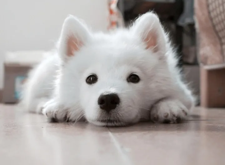 perro blanco en casa