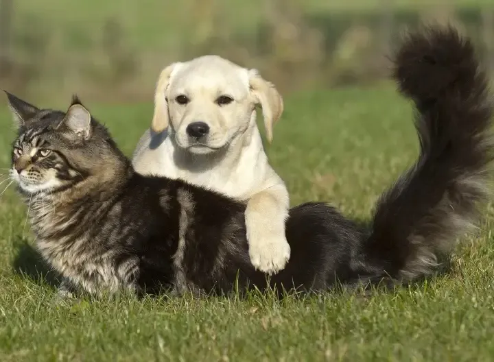 gato y perro en un prado