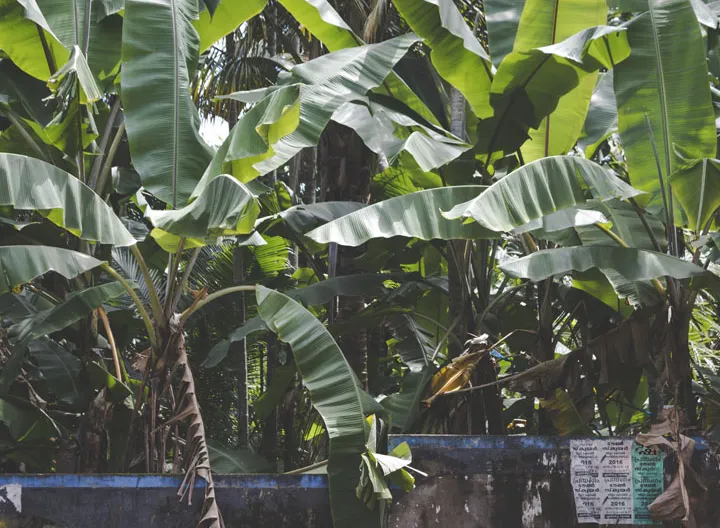 Las bananeras, fuente de ingreso de muchas mujeres víctimas del conflicto en el Urabá