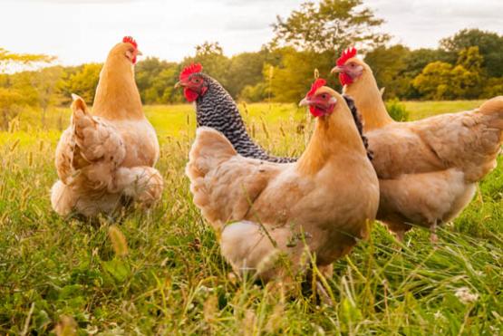 Gallinas criollas al aire libre