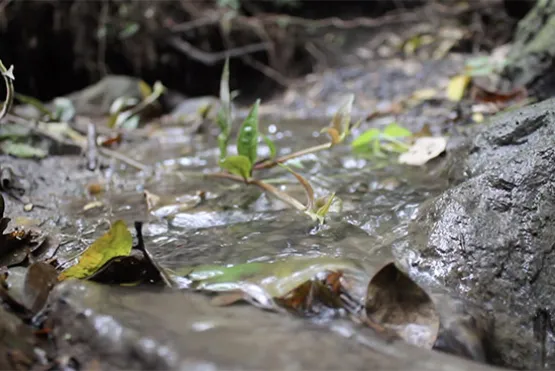 naturaleza Pequena fuente de agua con piedras y hojas