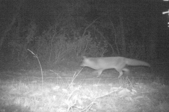 Decodificando la Biodiversidad es una alternativa innovadora que busca dar a conocer la variedad en fauna y flora de la vereda Yerbabuena, por medio de la instalación de 12 cámaras trampa en los cerros, haciendo uso del fototrampeo como una herramienta que permite que el equipo investigador reúna imágenes de manera automática por medio de los sensores de movimiento