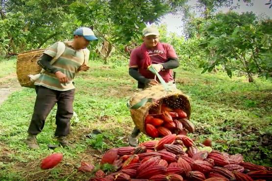 Cacao para la Paz: UNIMINUTO y University of Arizona ganan convocatoria de los 100K 