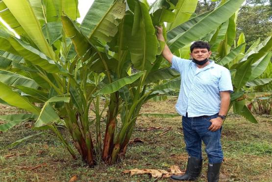 Estudio de fibra de abacá impulsa el desarrollo económico del Urabá antioqueño