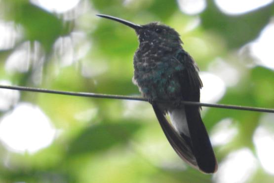 Foto de pajaro en arbol