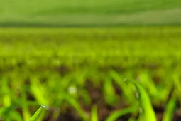 Ingeniería Agroecológica en UNIMINUTO Ingeniería_Agroecológica_UNIMINUTO_Bogotá