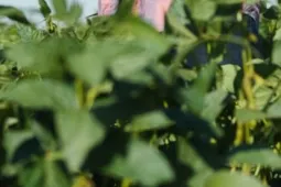 Especialización en Suelos y Nutrición Vegetal